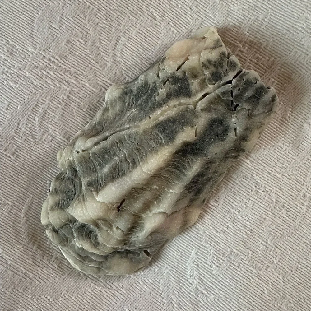 Sea Shells From Bahamas Florida Small Interesting - Picture 7 of 10